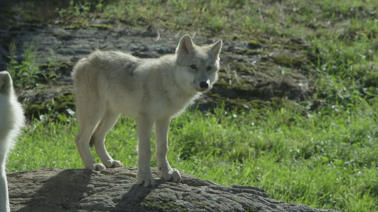 lobos en el bosque boreal canadiense