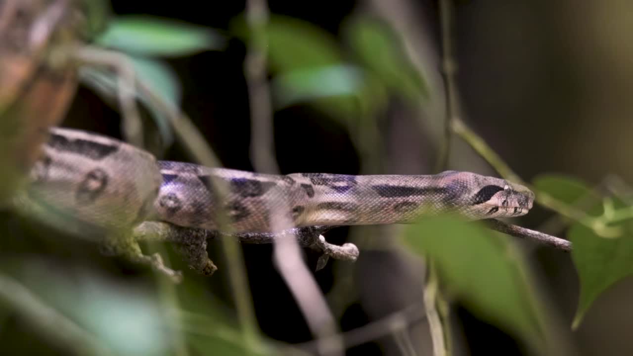 A boa constrictor slithers silently through dense foliage, tongue flicking as it senses prey. This close-up captures its stealth and precision in a natural rainforest environment.
