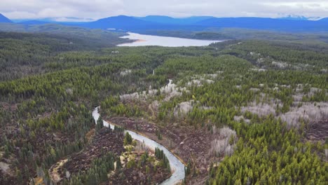 Río-O&#39;donnel-Rodeado-De-Un-Majestuoso-Bosque-De-Abetos-Blancos