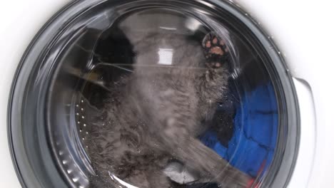 the cat is sitting inside the washing machine the cat is sitting inside the washing machine beautiful gray scottish kitten video