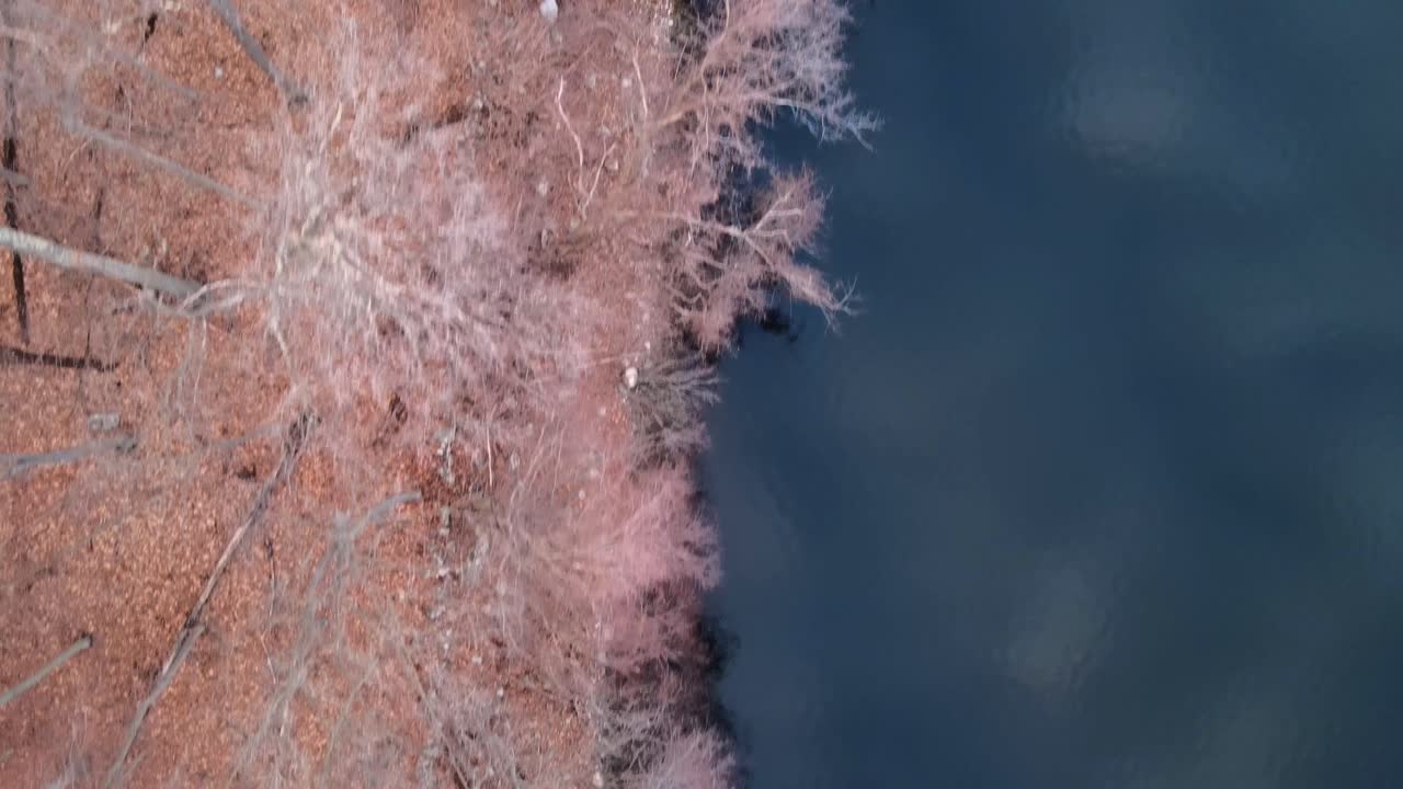 Top-down, bird’s eye aerial drone footage forest and lake shore during winter with bare trees and coastline