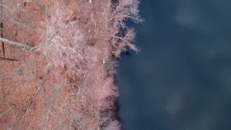 de arriba hacia abajo, tomas de drones aéreos a vista de pájaro bosque y orilla del lago durante el invierno con árboles desnudos y costa