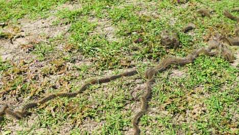 pine processionary moth line through grass