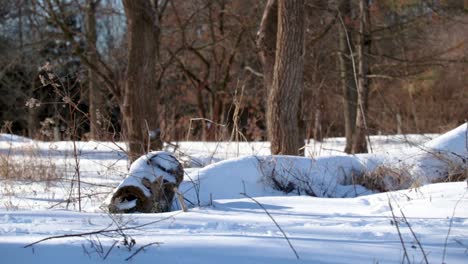 A-slow-horizontal-pan-of-a-tree-stump-and-a-fallen-tree-covered-in-snow-in-the-forest