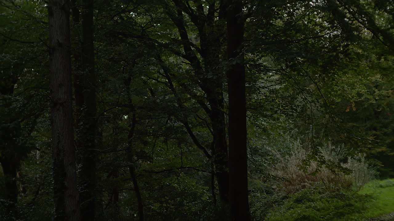 Alberi fitti con fogliame verde che crescono nella foresta.