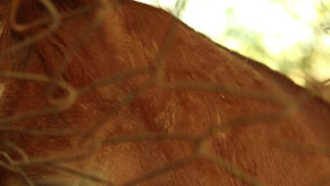 close-up van de hand aaien bruin paard in stal achter het hek