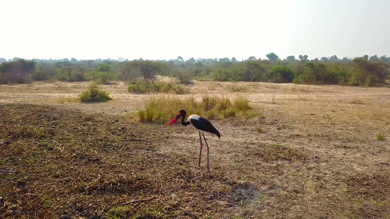 Aerial tracking of Saddle-billed Stork Ephippiorhynchus senegalensis standing in open dry savanna, Murchison Falls National Park, Uganda, highlighting endangered wetland species and biodiversity