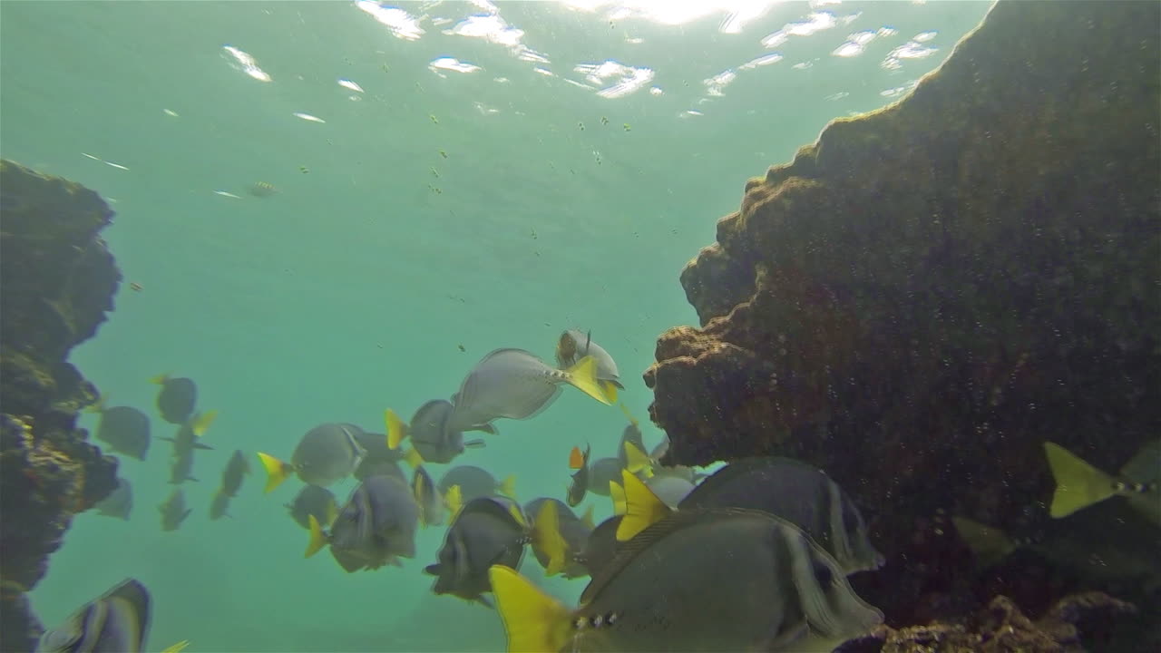 갈라파고스 국립공원 에콰도르의 산티아고 섬에서 면도칼 외과의사와 스노클러의 수중 영상
