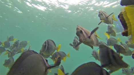 underwater footage of a razor surgeonfish and snorkeler off santiago island in galapagos national park ecuador