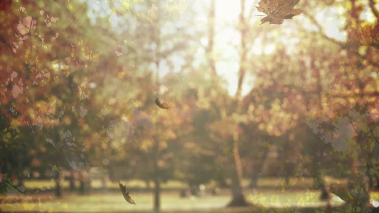 Falling autumn leaves in sunlit park with blurred trees in background
