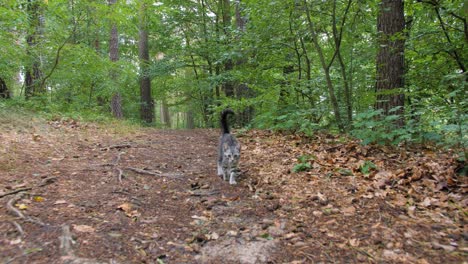 cat walking in the woods