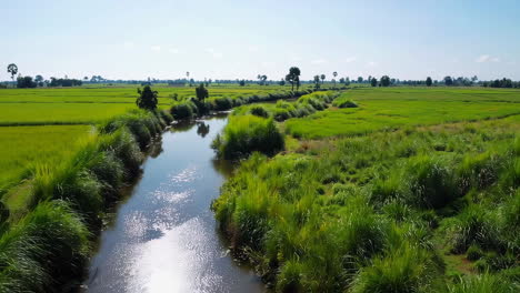 irrigation canal through lush rice paddies