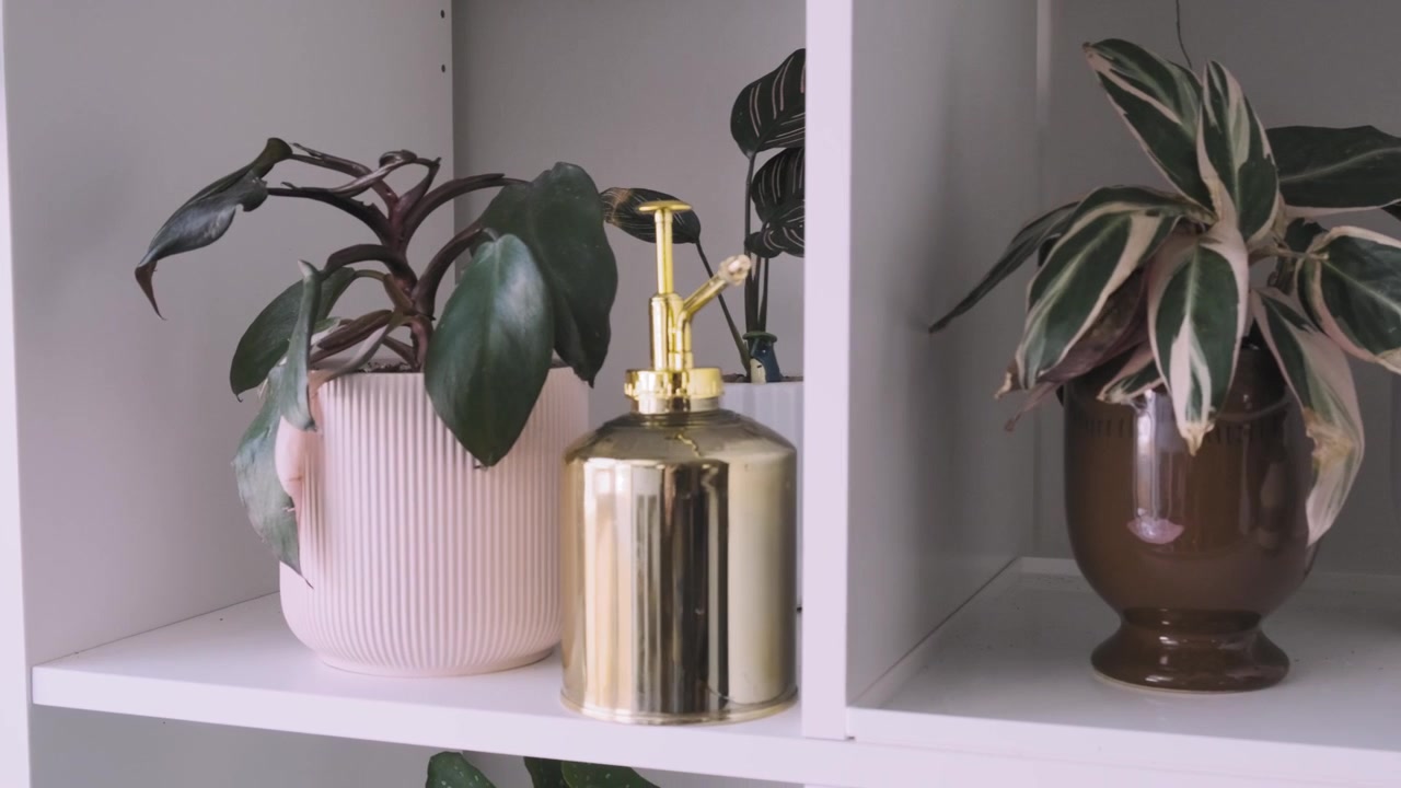 Plan en travelling d'un décor végétal intérieur élégant