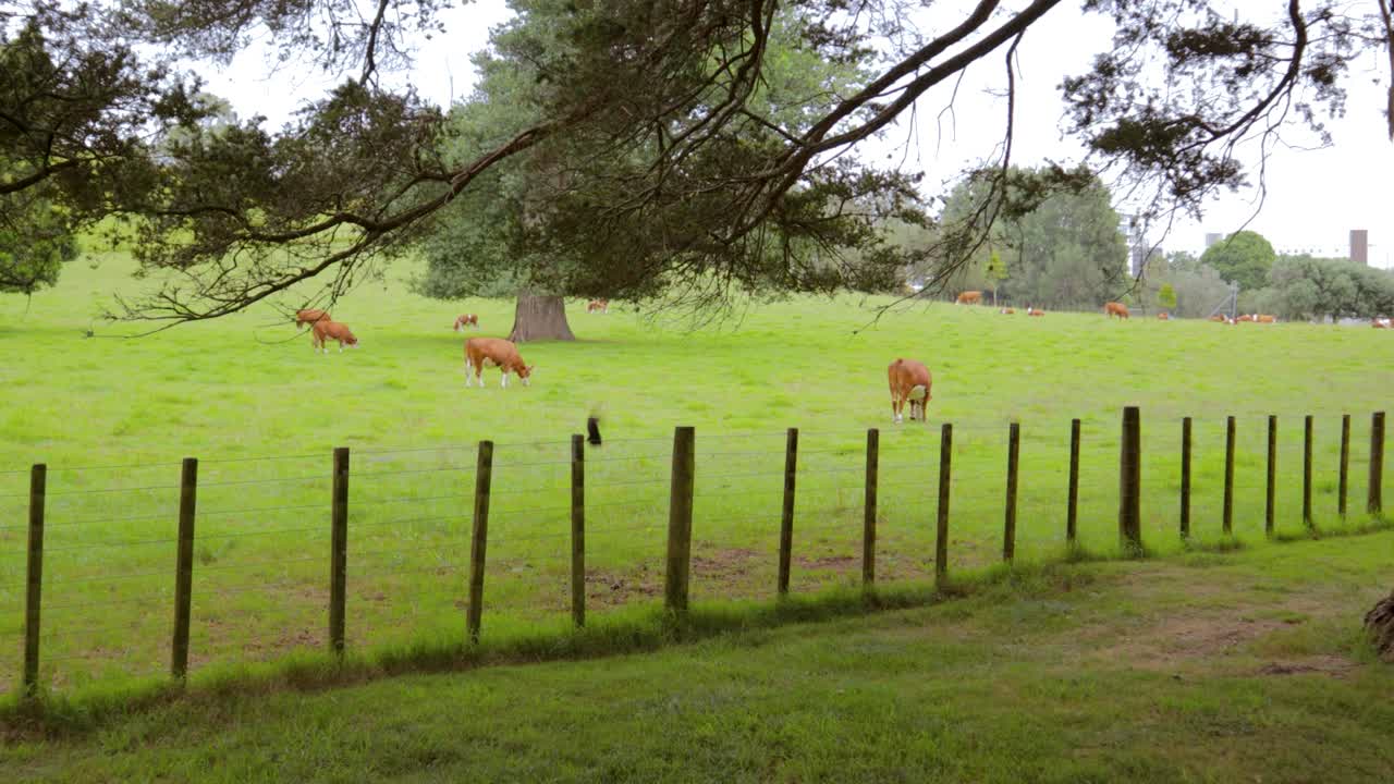 vacas pastando en campos verdes, animales marrones ganado en el parque de cornwall, auckland, nueva zelanda