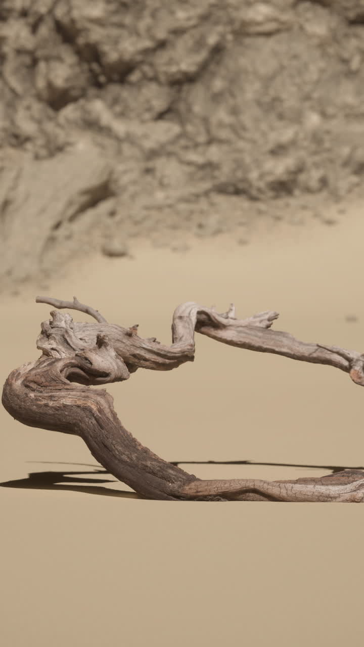 madera a la deriva en el desierto