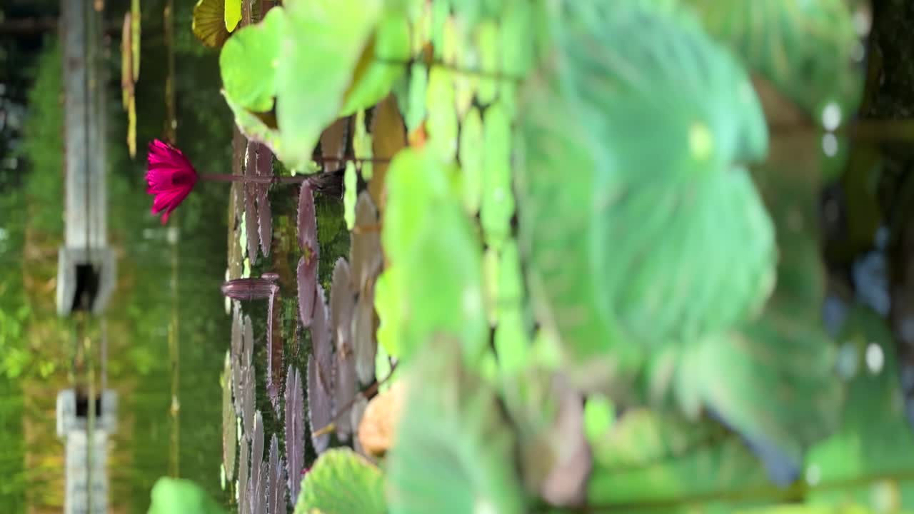 정원 연못에 있는 어두운 보라색 로터스의 수직 영상, 앞면이 흐릿하고, 복사할 수 있는 공간