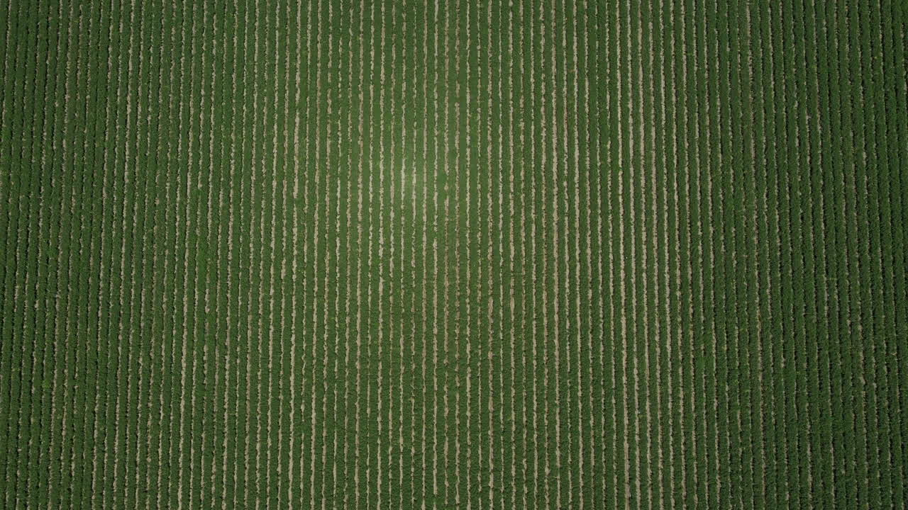 una vista aérea de una hermosa carretera que atraviesa una plantación de palma aceitera