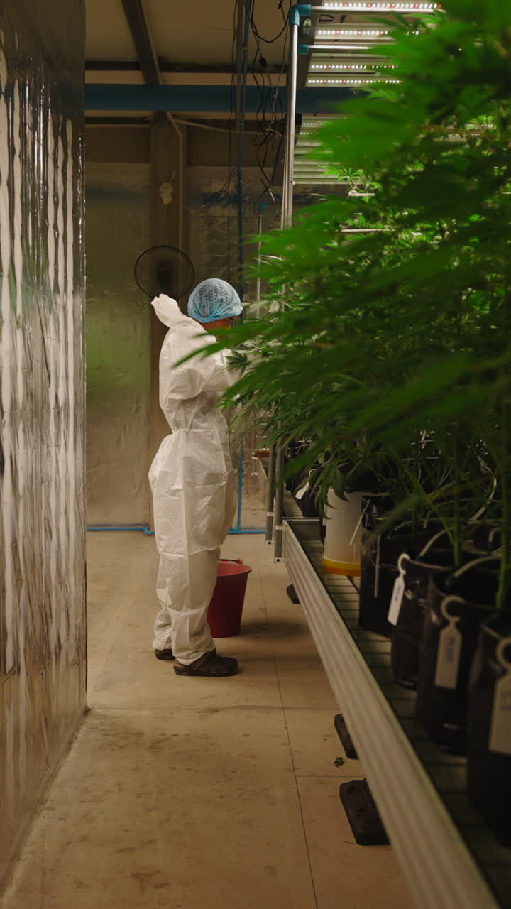 Trabajador con traje de protección cuidando plantas de cannabis en un cuarto de cultivo interior