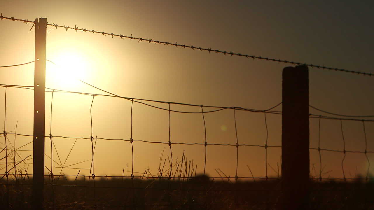태양을 바라보는 암소 목초지를 위한 실루엣 농장 토지 철조망의 느린 팬