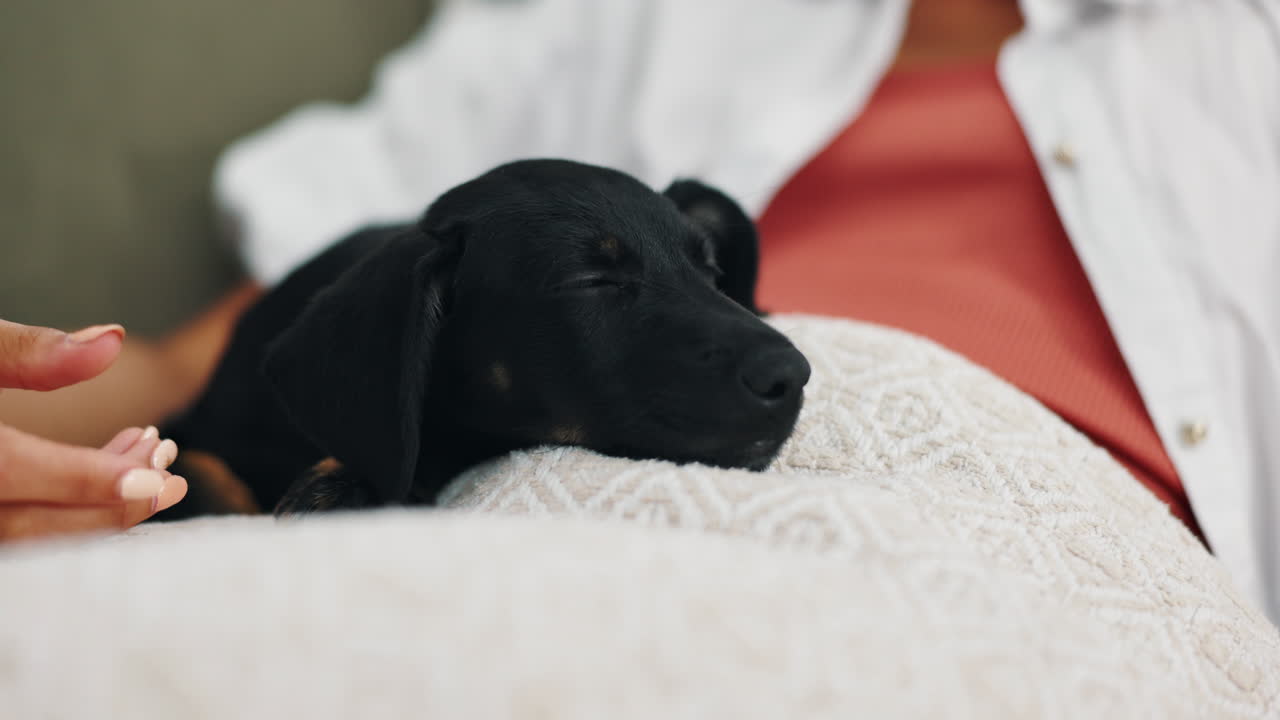 잠자는 강아지를 만지는 여자