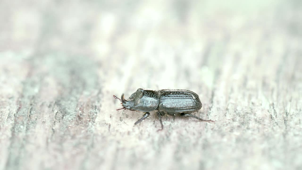 정벌레가 너무 빨리 기어 4k fs700 오디세이 7q