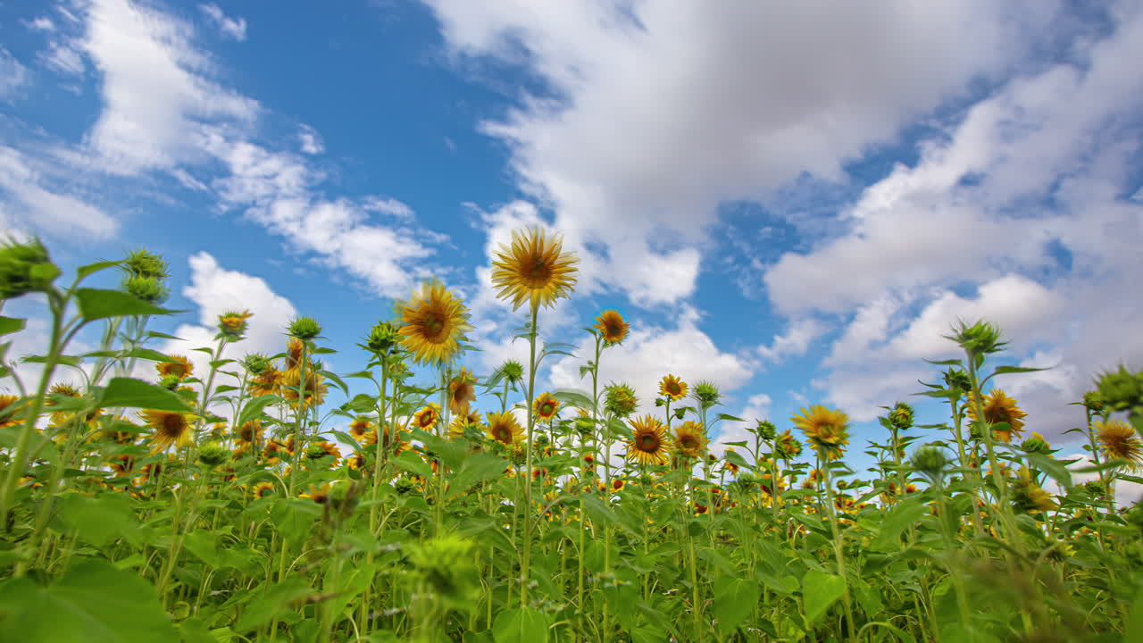 lapso de tiempo de un campo de girasol contra un cielo azul brillante