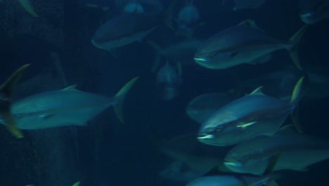 peces nadando en un tanque