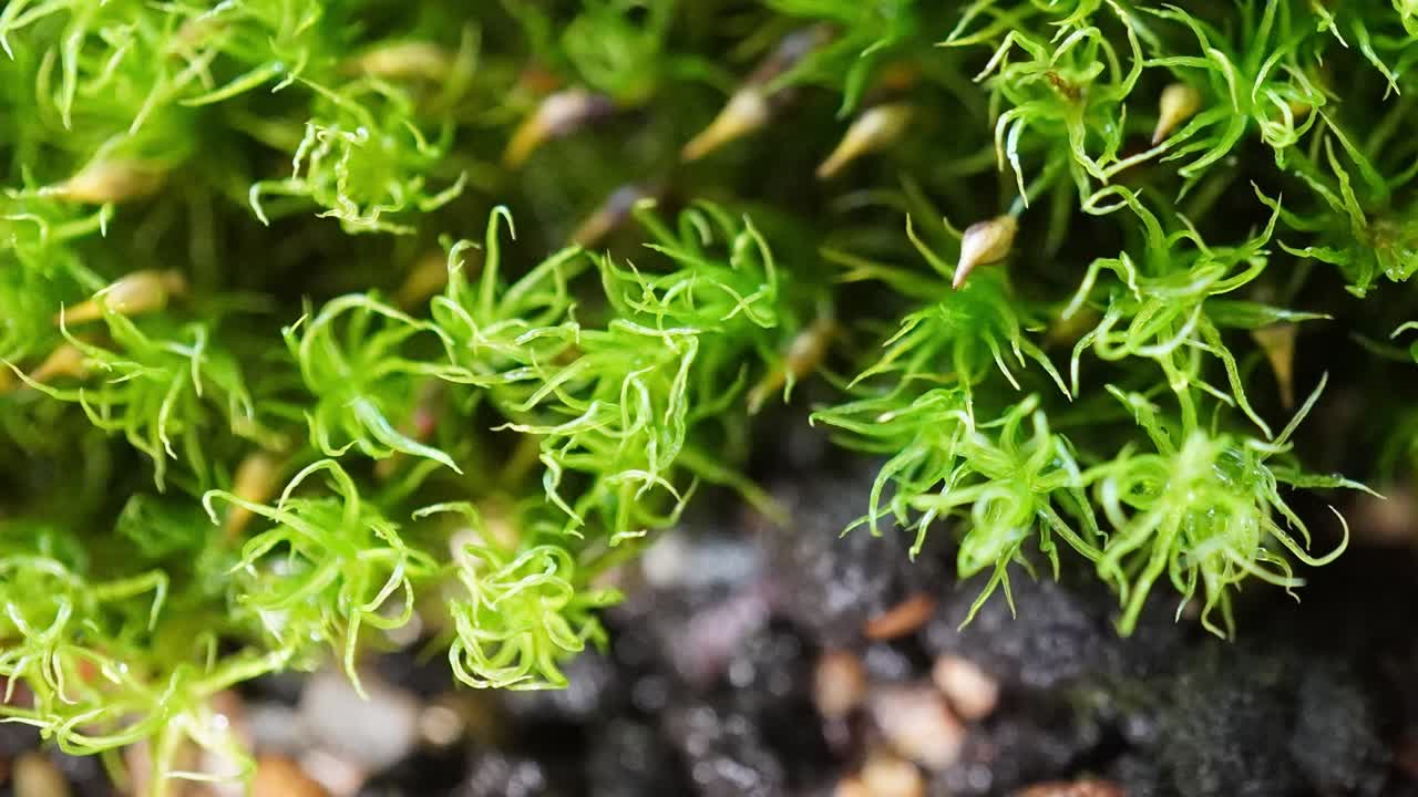 Time-lapse movie of spraying moss