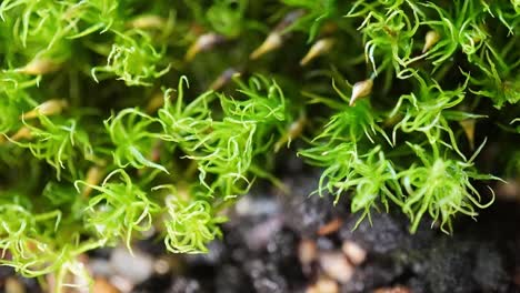 time-lapse movie of spraying moss