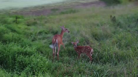 Deer-walking-out-in-high-grass-in-nature-near-forest