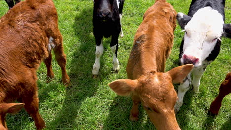 Close-up-shot-of-cute-young-cows-in-different-colors-grazing-on-meadow-during-sunny-day-in-New-Zealand