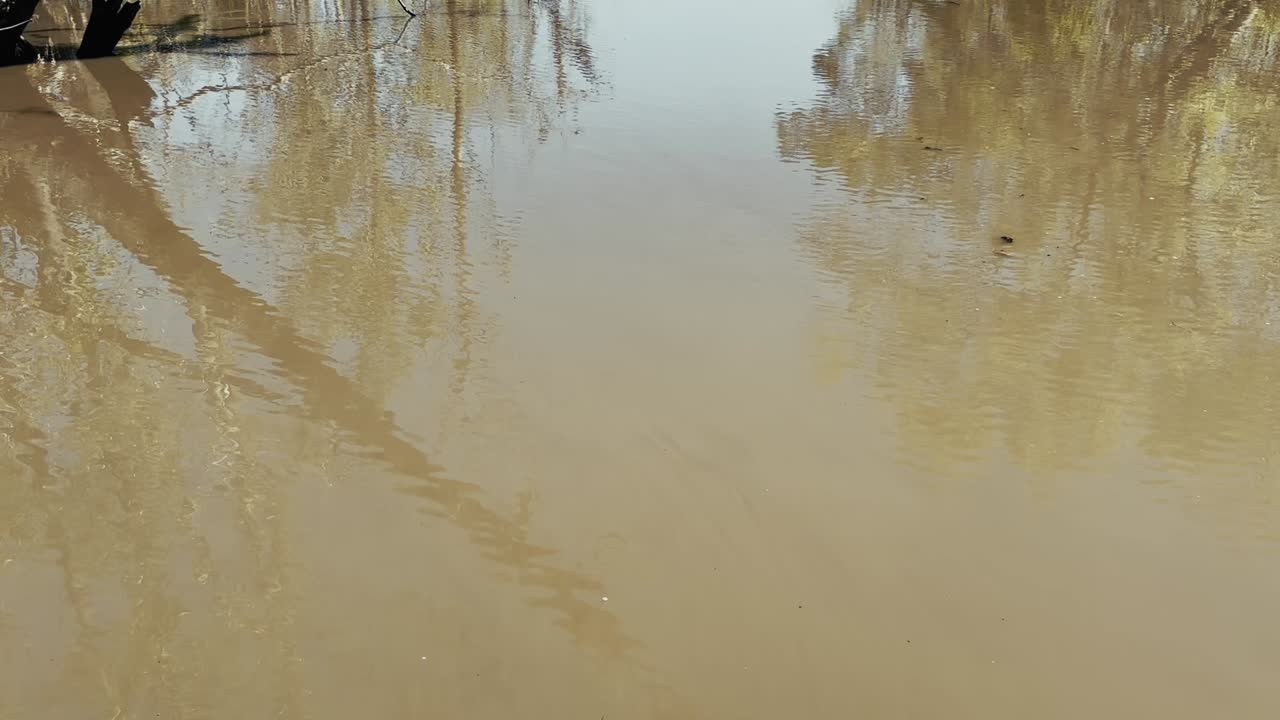 Calm river reflecting trees
