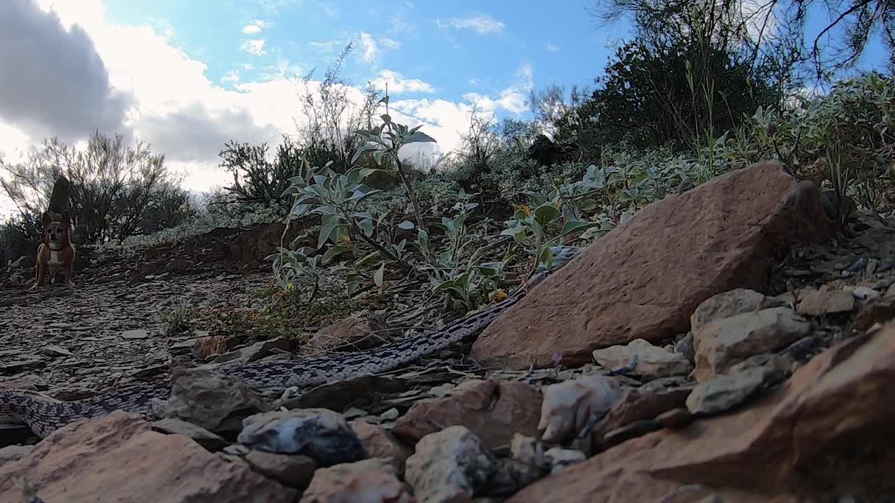 A nervous chihuahua stands back as a large king snake slides along the desert floor and behind a red rock, Scottsdale, Arizona