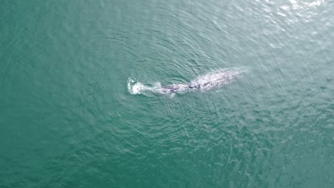 becerro de ballena gris jugando con su madre en guerrero negro durante una gira de observación de ballenas en marzo temporada de ballenas