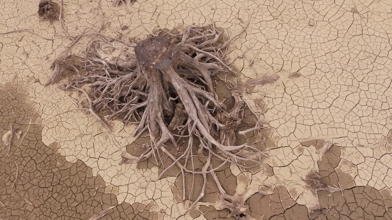Dead tree stump and roots exposed on cracked dry lakebed in BC, Canada.