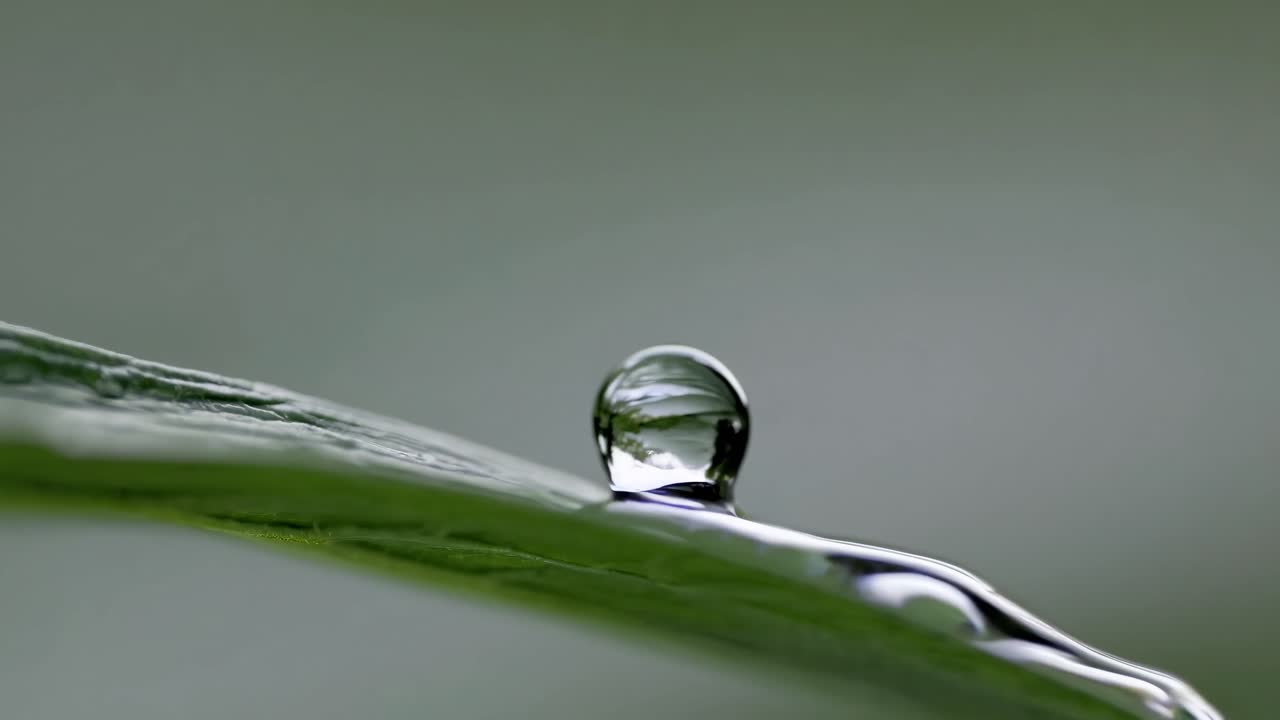 капля воды на лист