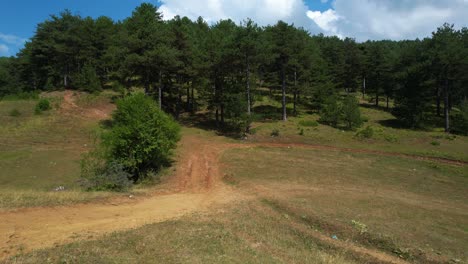 cinematic pine forest: enigmatic adventures amidst towering trees, verdant mystery, and the rustling of green and dry grass