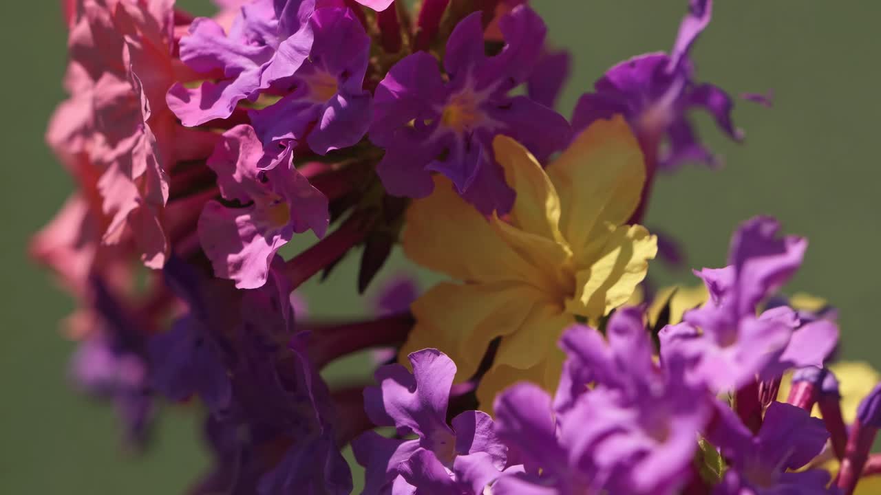 Video ravvicinato di vivaci fiori viola e gialli su uno sfondo verde tenue.