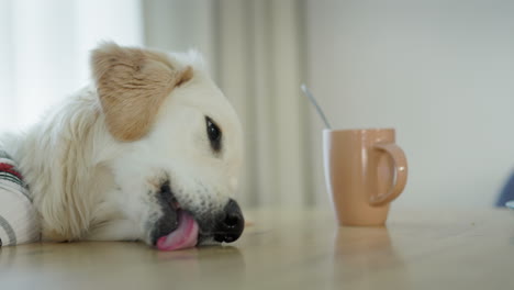 perro esperando comida