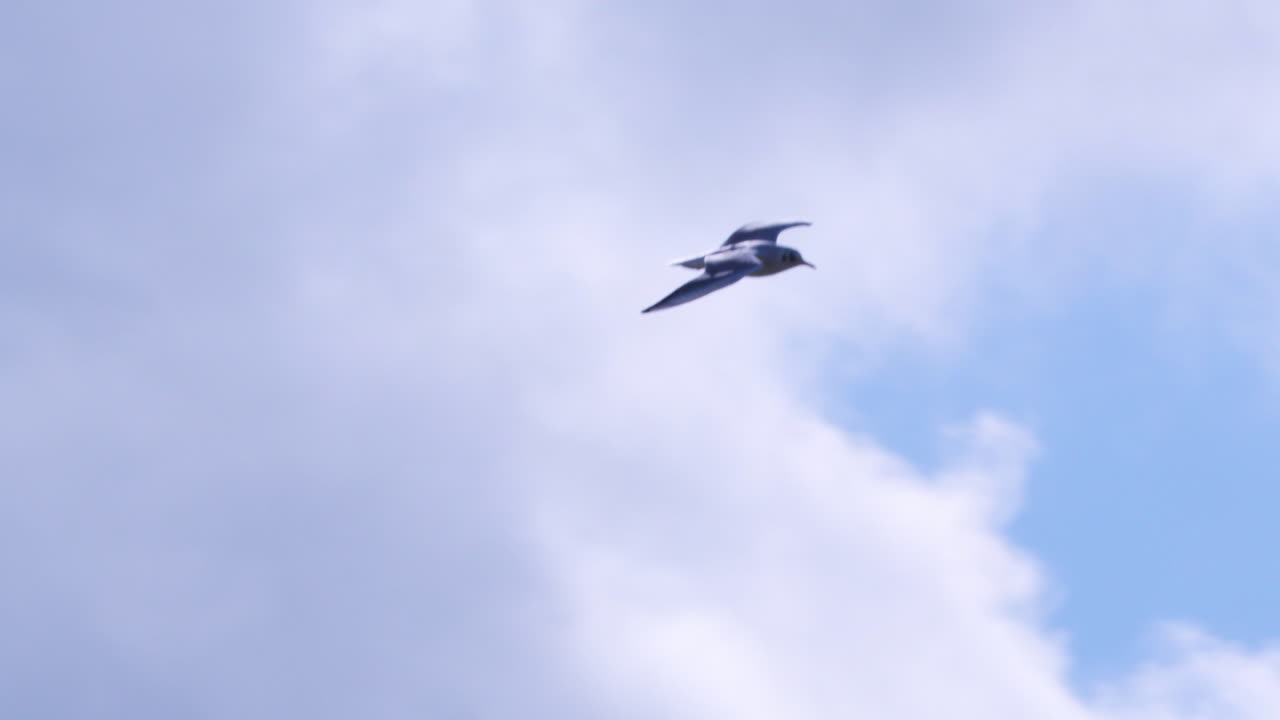 Un singolo gabbiano vola con grazia contro un cielo azzurro brillante con nuvole sparse in una tranquilla giornata autunnale a Jurata, in Polonia