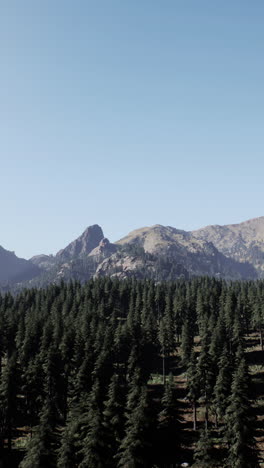 una vista panorámica de un bosque de montaña