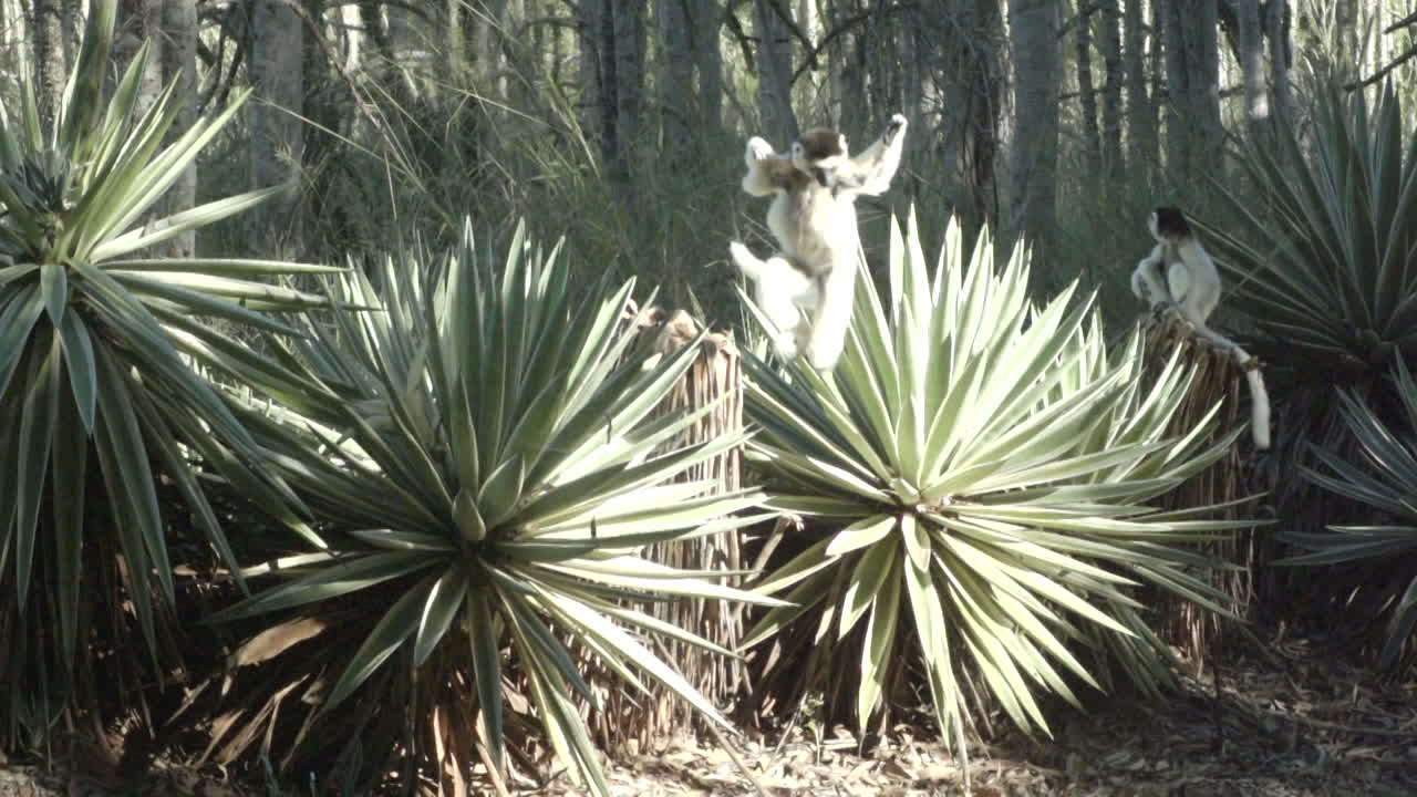 toma en cámara lenta del sifaka de verreaux descendiendo de un tronco de árbol y comenzando a bailar
