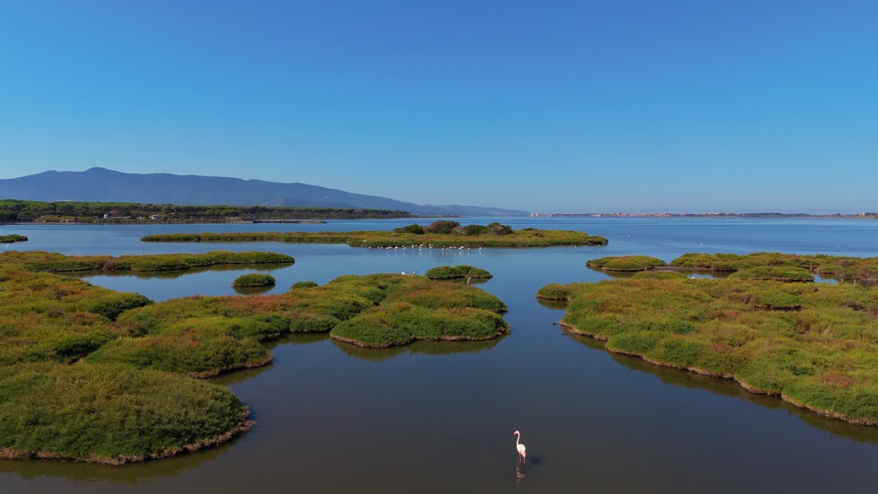 flamencos en un grupo de pie en las aguas poco profundas de una sabana de la laguna