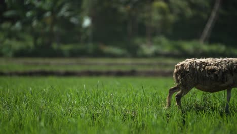 cinematic shot of a sheep standing in luscious green grass looking back and then walking away out of shot