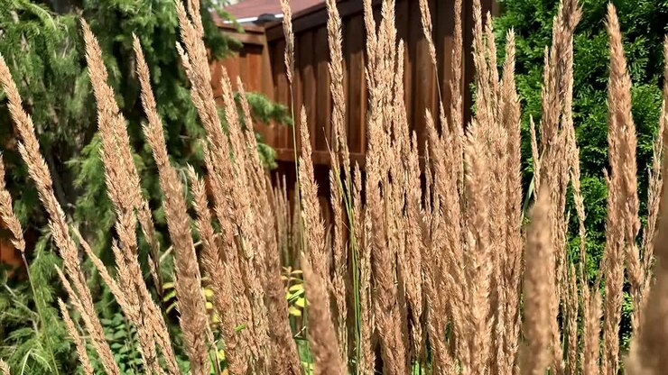 Erba alta che ondeggia nel vento, natura al rallentatore, primo piano di paesaggistica ornamentale.