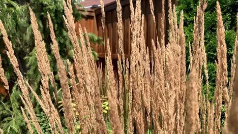 tall grass waving in wind slow-motion nature ornamental landscaping close-up