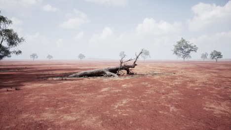 a dead tree in a desolate desert landscape
