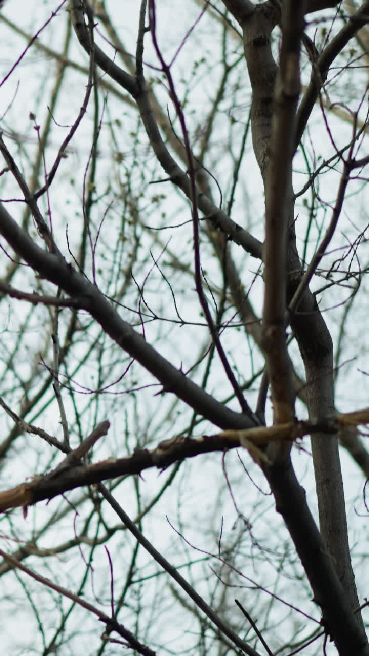 Tangled, intricate network of bare tree branches against a pale sky, capturing the complex patterns and natural beauty of the branches