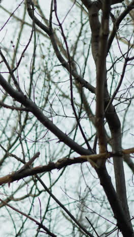tangled, intricate network of bare tree branches against a pale sky, capturing the complex patterns and natural beauty of the branches