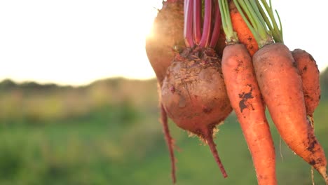 a farmer holds in his hands vegetables carrots and red beets soiled with earth a farmer holds in his hands vegetables carrots and red beets soiled with earth closeup of a bunch of freshly harvested vegetables on a background of sunlight